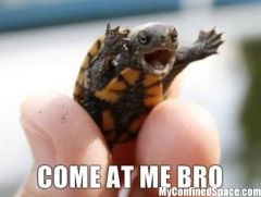 come At Me Bro turtle