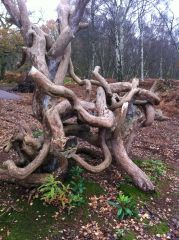 The tree i found