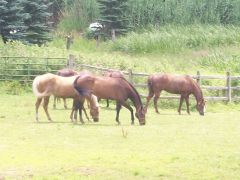 Some of the horses