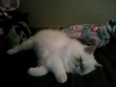 Moshi <3