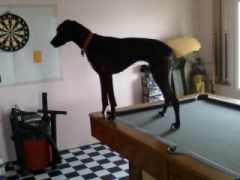 Abby-Doo