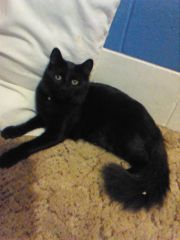 Schizy