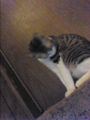 meh cat Lelow