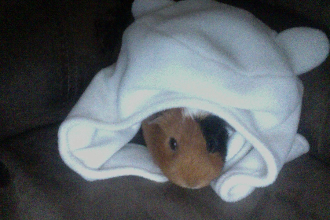 Finn the guinea pig :D