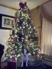puppy (no name yet) and the tree.