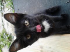 Sir Pounce-A-Lot x3