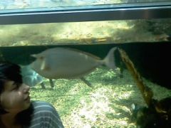 my unicorn fish