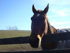 One Eyed Horse