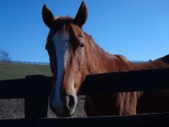 Yet Another Horse