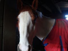 Horse