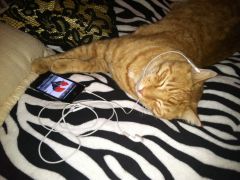 My Cats So Cool... He Likes SleepingWithSirens Bro! ^.^