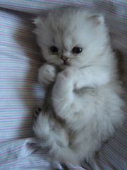 Cute Wittle Kitty