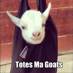 GOATTTT
