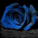 wilting roses