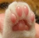 Cat lovers!