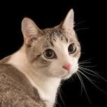 Cat lovers!