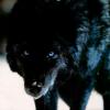 Darkest wolf shadows