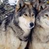 Wolves